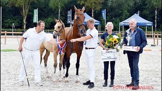 KWPN Championships 2024  Compilation Gelders foals amp mares [upl. by Zora309]