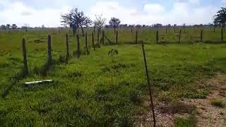 VENTA  Rancho Las Delicias 525ha Chumpan Campeche México [upl. by Clarkson]