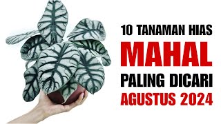 10 Tanaman MAHAL Paling Dicari di Bulan AGUSTUS 2024 [upl. by Aldora637]