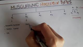 TYPES OF MUSCARINIC RECEPTORS WITH MNEMONIC [upl. by Suissac]