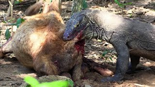 Komodo dragon eating goat alive [upl. by Aushoj66]