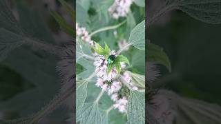 Жук листоед лат Chrysomelidae на Пустырнике лат Leonurus [upl. by Ennaimaj529]