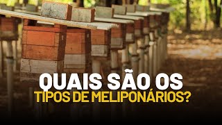 4 TIPOS DE MELIPONARIO Saiba qual o seu [upl. by Jenelle]