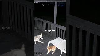 Cat vs Coyote 😱  cat [upl. by Ahseek]