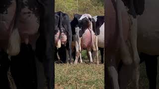 Jyada dudh Dene Wali gay  Vaca brasileira  Girlando Cow  girdhara dairy farm [upl. by Thrift491]