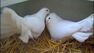 Fantail pigeon breeding  Tips  Methods  Easy method [upl. by Yntrok]