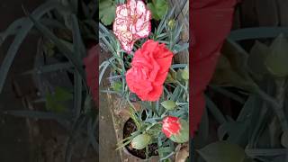 Carnation flowers plant 🌺👌❤️ shortsyoutubeshortsvideo [upl. by Pulchi828]