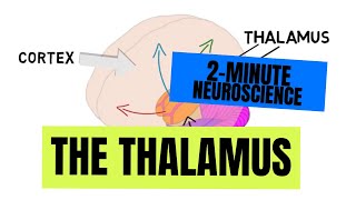 2Minute Neuroscience The Thalamus [upl. by Eldrida]