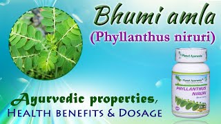 Bhumi amla Phyllanthus niruri  Ayurvedic properties Health benefits amp Dosage [upl. by Ednihek539]