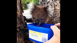 Koala Drinking Water On A Hot Day [upl. by Flore656]