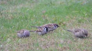 Passer montanus  gorrión molinero  eurasian tree sparrow [upl. by Serafina]