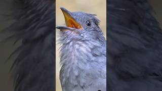 birds alarm animals alarming birdsounds nature love sound youtubeshorts beauty birdnest [upl. by Nhor352]