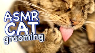 ASMR Cat  Grooming 34 [upl. by Felizio]