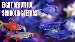 8 Stunning Tetras That Create the Perfect Schooling Display [upl. by Urquhart24]