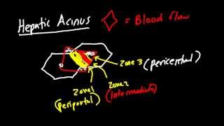 Liver Architecture Made Simple Classic Lobule Hepatic Lobule Heptaic Acinus [upl. by Maurer]