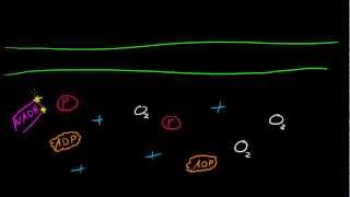 Biology Lecture  40  Electron Transport Chain [upl. by Bannerman625]