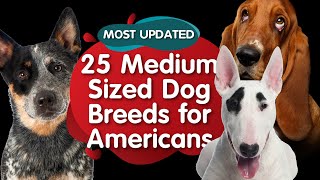 Top 25 Medium Sized Dog Breeds for American MOST UPDATED [upl. by Onin]