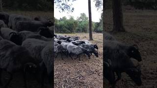 Heidschnuckentrieb in der Lüneburger Heide heideblüte heidschnucke lüneburgerheide heidehonig [upl. by Eenahc863]