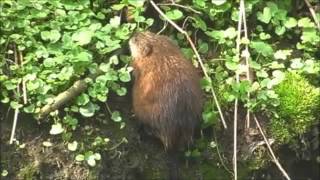 Mammals of the World Muskrat [upl. by Wyndham58]