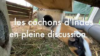 Une histoire de cochon dInde [upl. by Ailelc]