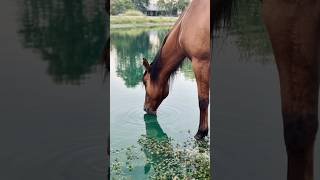 Horse photos relaxing nature horse photography [upl. by Aicrop231]