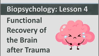 Biopsychology Lesson 4  Functional Recovery of the Brain after Trauma [upl. by Eloc257]