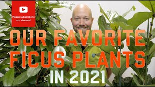 Our favorite Ficus plants 🌱 in 2021 [upl. by Rust507]