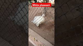 White pheasant viralvideo [upl. by Lovett]