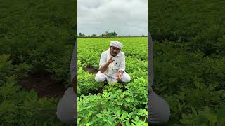 તેલ જુઓ તેલની ધાર જુઓ I SAHAJ OIL I 9104116500 organicfarming sahajoil sahajsingtel sahaj [upl. by Alel]