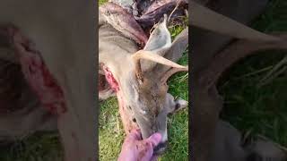 Skinning a RoadKill Buck [upl. by Henry]