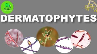 DERMATOPHYTOSES cours de parasitologiemycologie médicale [upl. by Marabelle925]