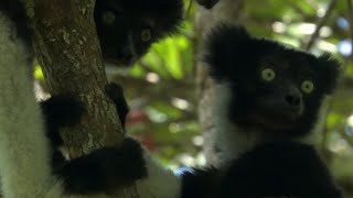 Cute Jumping Indri Lemurs  Madagascar  BBC Earth [upl. by Emmaline387]