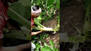 Adivasi a Jadi buti trendingshorts youtubeshorts viralshorts adivasi [upl. by Humo]