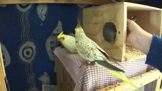 Cockatiel Exiting Nesting Box [upl. by Faline]