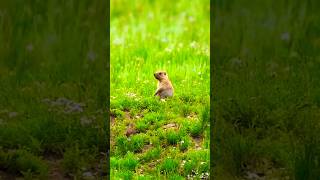 Prairie Dog Sound [upl. by Ttiwed]