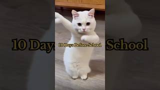 Relateable best bests art cat youtube catlover trendingshorts nice [upl. by Katheryn34]