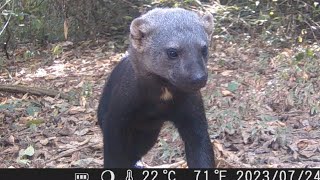 LINDAS IRARAS TAYRA GATO DO MATO JAGUARUNDI JACU E MAIS ANIMAIS DA FAUNA BRASILEIRA [upl. by Tengdin]