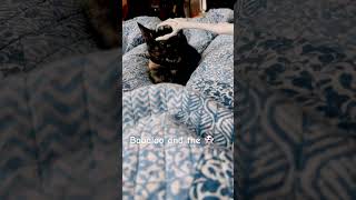 babaloothecat babaloo catshorts catsofyoutube catvideos [upl. by Diraf959]