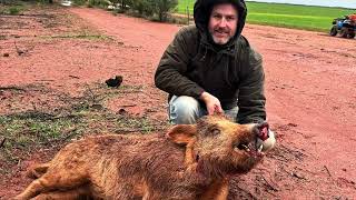 Pig hunting Nyngan 2024 ￼ [upl. by Bekha63]