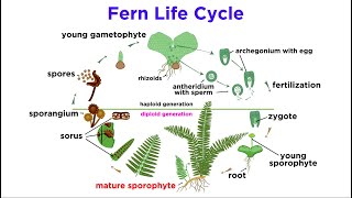 Ferns The Emergence of Roots and Stems [upl. by Spiegleman]