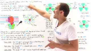 Mechanism of ATP Synthase [upl. by Seitz]