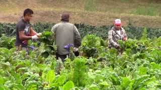 La AGRICULTURA del FUTURO Miguel Altieri [upl. by Oivatco98]