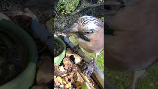 Eurasian jay birds birdsounds nature gardenwildlife wildlife bird asmr [upl. by Doak203]