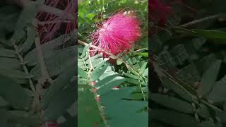 loveyoldsong Calliandra haematocepha☘️laPlantflowers💮 Gardeningnature [upl. by Kirrad198]