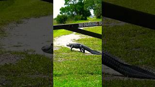 Florida Alligator Taking A Walk In The Park [upl. by Bonar]