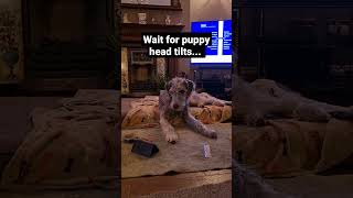 Reilly watching TV Irish Wolfhound Puppy [upl. by Cantlon398]