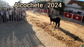 Largadas de Touros Alcochete 2024 [upl. by Enirehtac971]