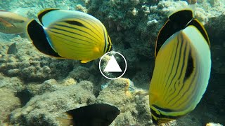 Fascinante observation du Chaetodon austriacus de mer rouge [upl. by Hawker589]