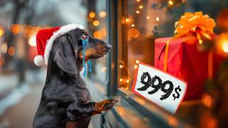 Christmas Spirit Dies for Sale Dachshund’s Sad Christmas Story 💔 [upl. by Kemp]