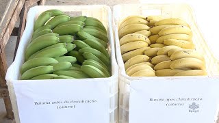 Amadurecimento de bananas conheça o processo de climatização [upl. by Ynohtnad]